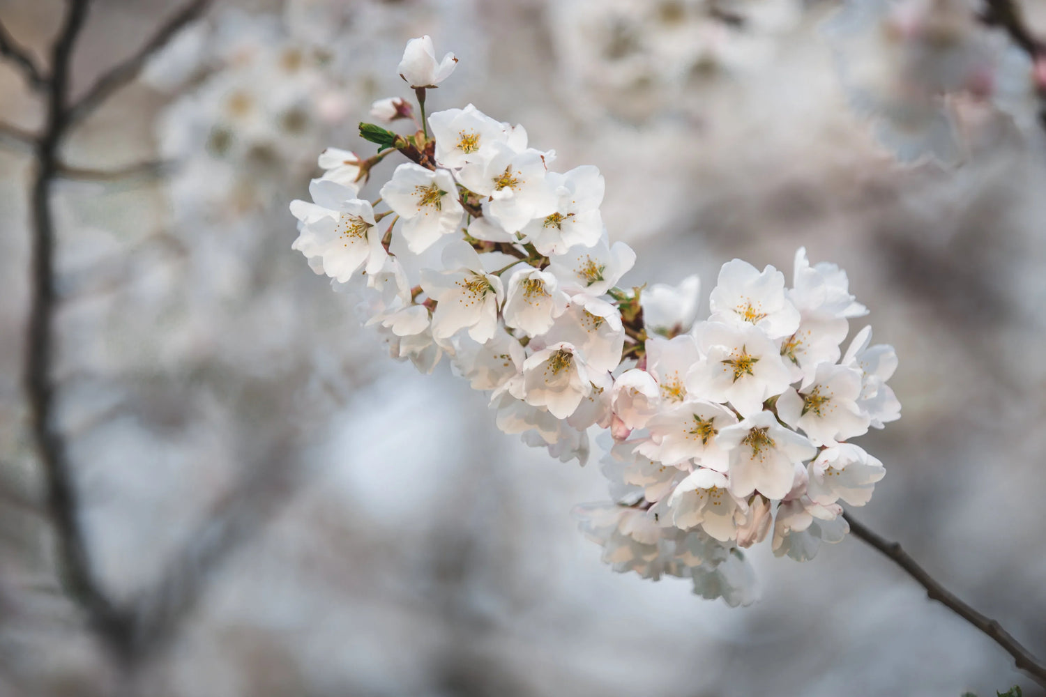 Picture of a bunch of small spring flowers on a branch.