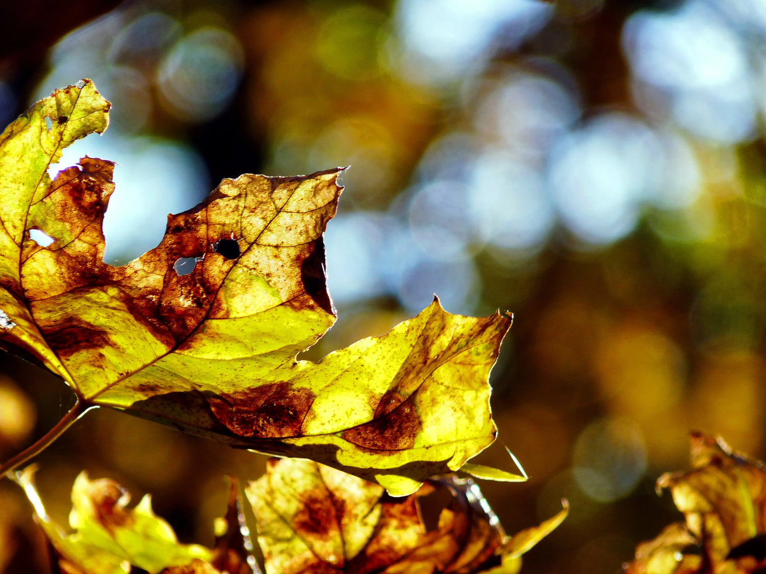 Picture of Autumn leaves colored yellow and brown.